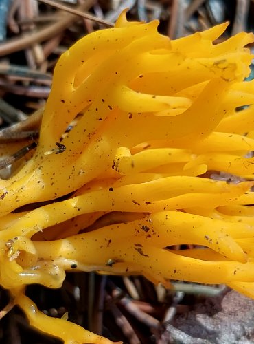 KRÁSNORŮŽEK LEPKAVÝ (Calocera viscosa) FOTO: Marta Knauerová, 2022