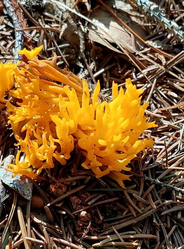 KRÁSNORŮŽEK LEPKAVÝ (Calocera viscosa) FOTO: Marta Knauerová, 2022