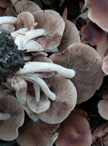 KŘEHUTKA ČOKOLÁDOVÁ (Psathyrella spadicea) FOTO: Marta Knauerová, 2022