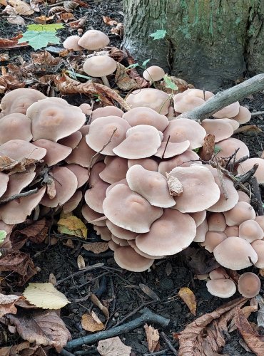 KŘEHUTKA ČOKOLÁDOVÁ (Psathyrella spadicea) FOTO: Marta Knauerová, 2022