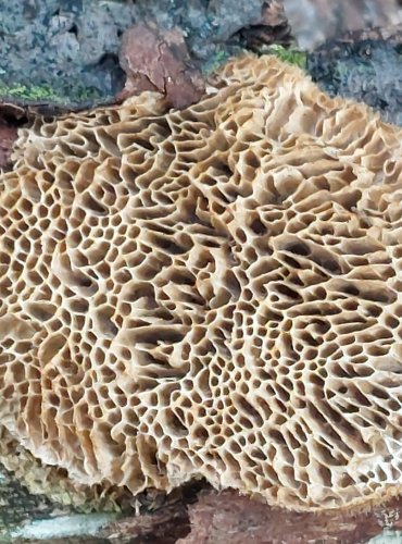 OUTKOVKA TROGOVA (Trametes trogii) FOTO: Marta Knauerová, 2022