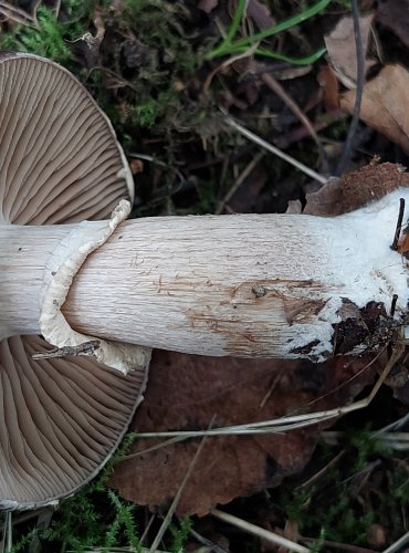 POLNIČKA LYSÁ (Cyclocybe erebia) FOTO: Marta Knauerová, 2022