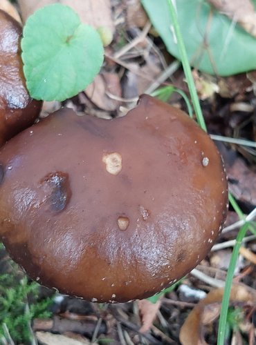 POLNIČKA LYSÁ (Cyclocybe erebia) FOTO: Marta Knauerová, 2022