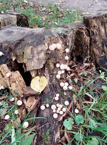 PÝCHAVKA HRUŠKOVITÁ (Lycoperdon pyriforme) FOTO: Marta Knauerová, 2022