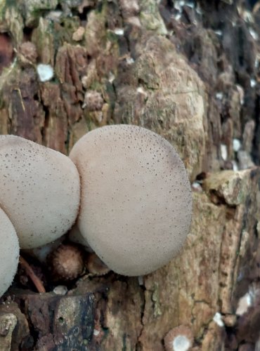 PÝCHAVKA HRUŠKOVITÁ (Lycoperdon pyriforme) FOTO: Marta Knauerová, 2022