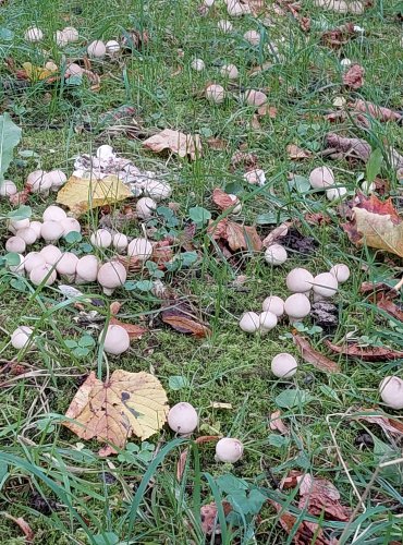 PÝCHAVKA HRUŠKOVITÁ (Lycoperdon pyriforme) FOTO: Marta Knauerová, 2022