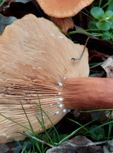 RYZEC ORANŽOVĚ HNĚDÝ neboli ryzec žlutohnědý (Lactarius fulvissimus) FOTO: Marta Knauerová, 2022