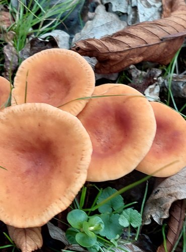 RYZEC ORANŽOVĚ HNĚDÝ neboli ryzec žlutohnědý (Lactarius fulvissimus) FOTO: Marta Knauerová, 2022