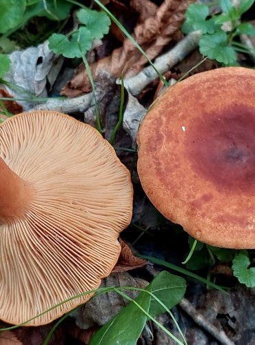 RYZEC ORANŽOVĚ HNĚDÝ neboli ryzec žlutohnědý (Lactarius fulvissimus) FOTO: Marta Knauerová, 2022