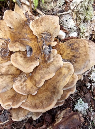 VĚJÍŘOVEC OBROVSKÝ (Meripilus giganteus) FOTO: Marta Knauerová, 2022