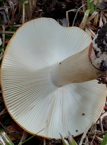 HOLUBINKA HLÍNOŽLUTÁ (Russula ochroleuca) FOTO: Marta Knauerová, 2022