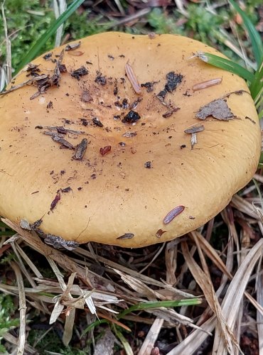 HOLUBINKA HLÍNOŽLUTÁ (Russula ochroleuca) FOTO: Marta Knauerová, 2022