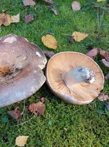 HOLUBINKA OLIVOVÁ (Russula olivacea) FOTO: Marta Knauerová