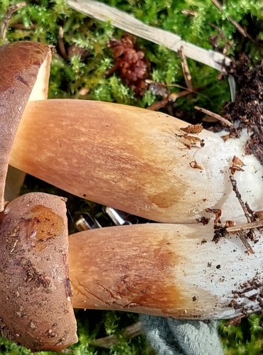 HŘIB HNĚDÝ (Boletus badius) FOTO: Marta Knauerová, 2022