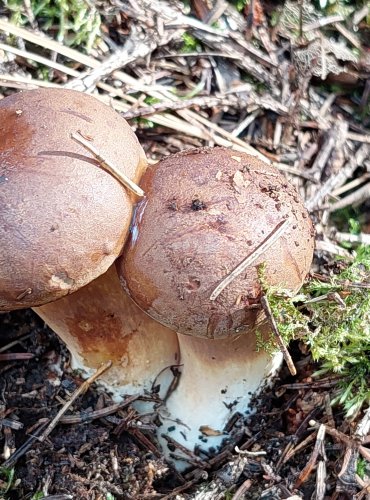 HŘIB HNĚDÝ (Boletus badius) FOTO: Marta Knauerová, 2022