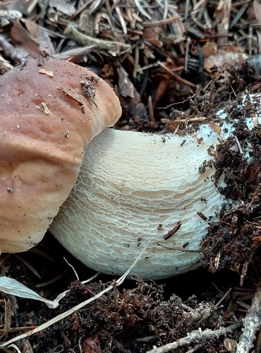 HŘIB SMRKOVÝ (Boletus edulis) FOTO: Marta Knauerová, 2022