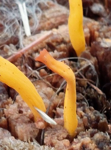 KRÁSNORŮŽEK LEPKAVÝ (Calocera viscosa) FOTO: Marta Knauerová, 2022