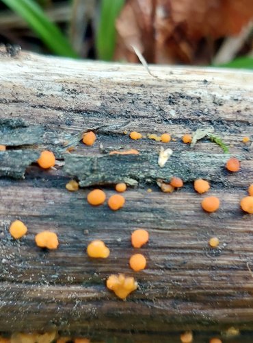 KROPILKA ROSOLOVITÁ (Dacrymyces stillatus) FOTO: Marta Knauerová, 2022