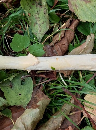 MUCHOMŮRKA ČERVENÁ (Amanita muscaria) FOTO: Marta Knauerová, 2022