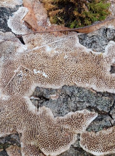 OUTKOVKA FRANCOUZSKÁ (Trametes gallica) FOTO: Marta Knauerová, 2022 