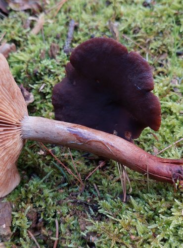 RYZEC PLOŠTIČNÝ (Lactarius subumbonatus) FOTO: Marta Knauerová, 2022