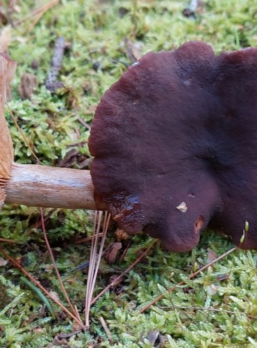 RYZEC PLOŠTIČNÝ (Lactarius subumbonatus) FOTO: Marta Knauerová, 2022
