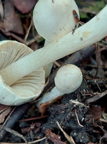 VLÁKNICE ZEMNÍ (Inocybe geophylla) FOTO: Marta Knauerová, 2022