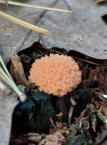 ZLEPNÍČEK JAHODOVITÝ (Tubifera ferruginosa) hlenka, FOTO: Marta Knauerová, 2022