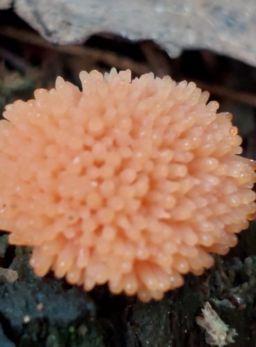 ZLEPNÍČEK JAHODOVITÝ (Tubifera ferruginosa) hlenka, FOTO: Marta Knauerová, 2022