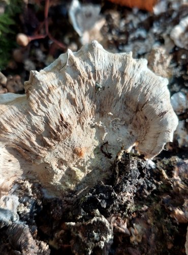 BĚLOCHOROŠ bez bližšího určení (Postia sp.) FOTO: Marta Knauerová, 2022