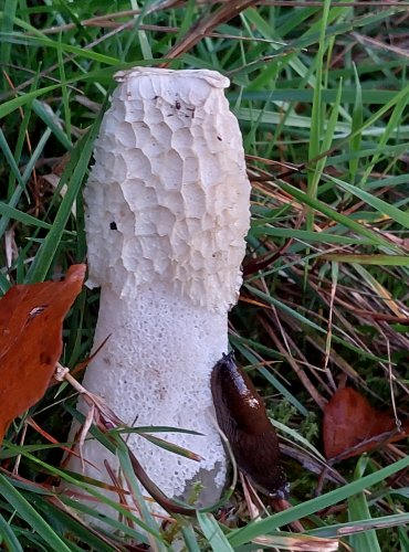 HADOVKA SMRDUTÁ (Phallus impudicus) FOTO: Marta Knauerová, 2022