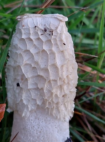 HADOVKA SMRDUTÁ (Phallus impudicus) FOTO: Marta Knauerová, 2022