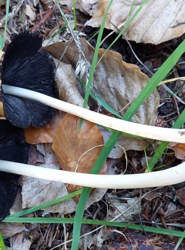 HNOJNÍK TŘPYTIVÝ (Coprinellus micaceus) FOTO: Marta Knauerová, 2022