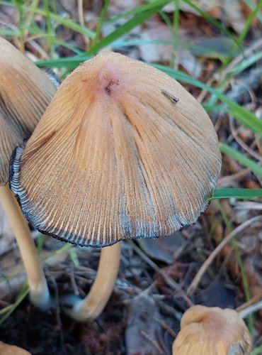 HNOJNÍK TŘPYTIVÝ (Coprinellus micaceus) FOTO: Marta Knauerová, 2022