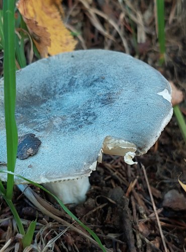 HOLUBINKA PODMRAČNÁ (Russula parazurea) FOTO: Marta Knauerová, 2022