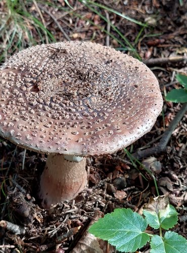 MUCHOMŮRKA RŮŽOVKA (Amanita rubescens) FOTO: Marta Knauerová, 2022