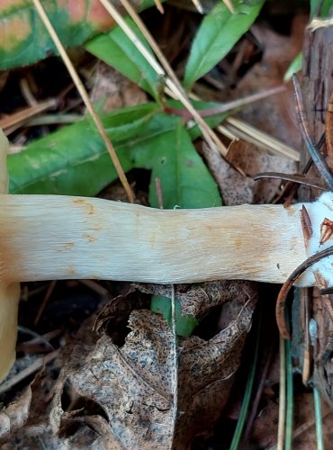 PLAMÉNKA NEVONNÁ (Gymnopilus penetrans) FOTO: Marta Knauerová, 2022