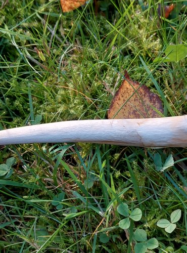 POŠVATKA OBECNÁ neboli MUCHOMŮRKA POŠVATÁ (Amanita vaginata) FOTO: Marta Knauerová, 2022