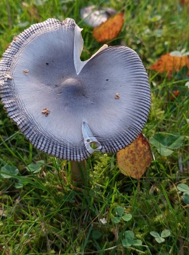 POŠVATKA OBECNÁ neboli MUCHOMŮRKA POŠVATÁ (Amanita vaginata) FOTO: Marta Knauerová, 2022