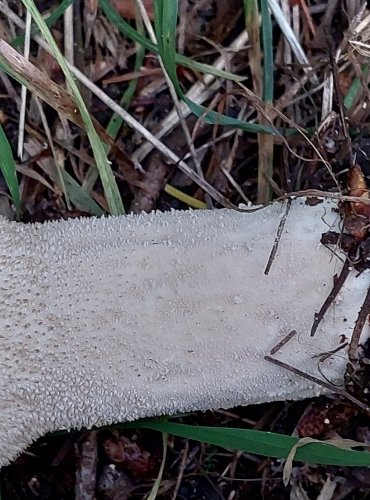 PÝCHAVKA PALICOVITÁ (Lycoperdon excipuliforme) FOTO: Marta Knauerová, 2022