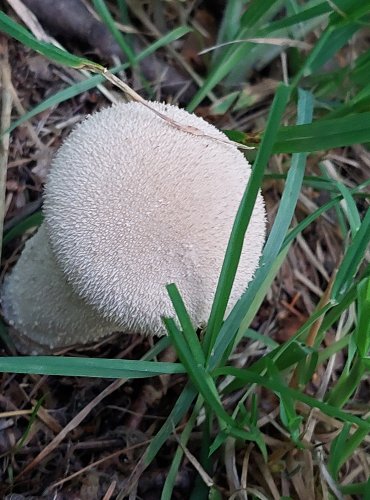 PÝCHAVKA PALICOVITÁ (Lycoperdon excipuliforme) FOTO: Marta Knauerová, 2022