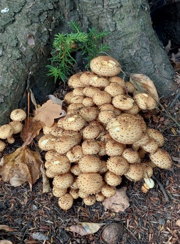 ŠUPINOVKA KOSTRBATÁ (Pholiota squarrosa) FOTO: Marta Knauerová, 2022