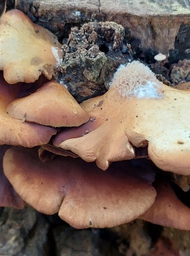 TREPKOVITKA MĚKKÁ (Crepidotus mollis) FOTO: Marta Knauerová, 2022