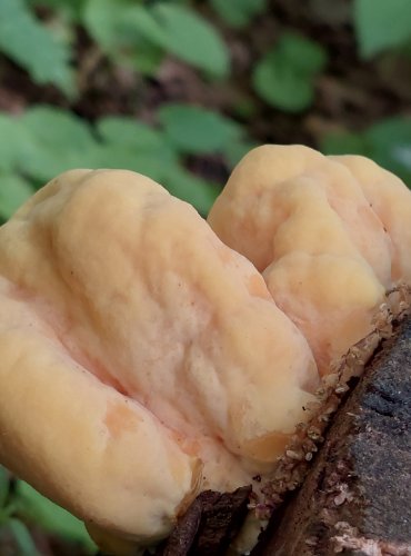 SÍROVEC ŽLUTOORANŽOVÝ (Laetiporus sulphureus) FOTO: Marta Knauerová, 5/2023