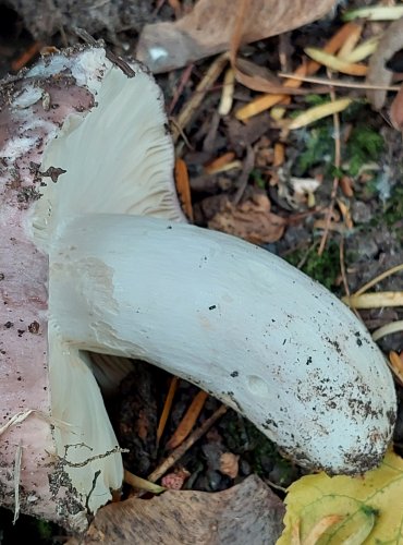 HOLUBINKA SIVÁ (Russula medullata) FOTO: Marta Knauerová, 6/2023