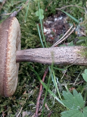 KOZÁK HABROVÝ (Leccinum pseudoscabrum) FOTO: Marta Knauerová, 6/2023