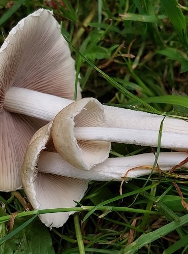 KŘEHUTKA CANDOLLEOVA (Psathyrella candolleana) FOTO: Marta Knauerová, 6/2023