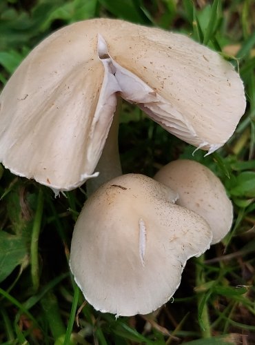 KŘEHUTKA CANDOLLEOVA (Psathyrella candolleana) FOTO: Marta Knauerová, 6/2023