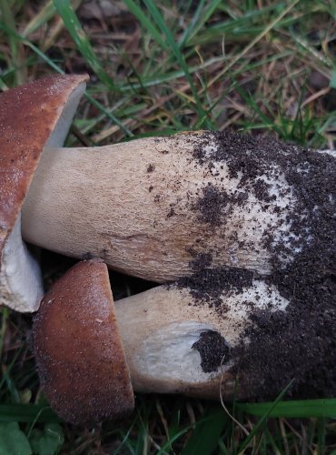 HŘIB DUBOVÝ (Boletus reticulatus) FOTO: Marta Knauerová, 6/2023