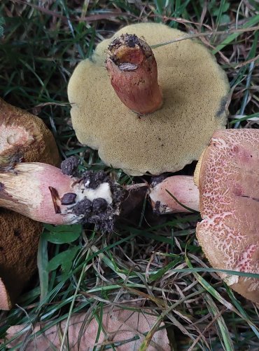 HŘIB PARKOVÝ (Hortiboletus bubalinus) FOTO: Marta Knauerová, 6/2023